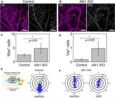 Traffic Patterns of the Migrating Endothelium: How Force Transmission Regulates Vascular Malformation and Functional Shunting During Angiogenic Remodelling